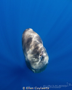 "The second the earth stood still"
Sperm whale calf, Dom... by Ellen Cuylaerts 